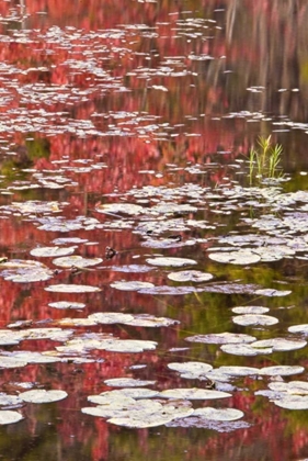 Picture of PA AUTUMN REFLECTIONS AND LILY PADS ON LAKE