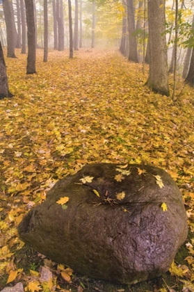 Picture of NEW YORK, LETCHWORTH SP AUTUMN FOREST SCENIC