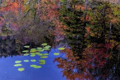 Picture of NY, ADIRONDACK MTS TREES REFLECTING IN WATER