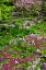 Picture of DELAWARE, WILMINGTON FLOWER ABOUND IN GARDEN