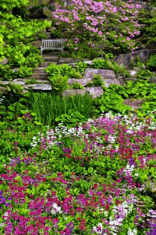 Picture of DELAWARE, WILMINGTON FLOWER ABOUND IN GARDEN