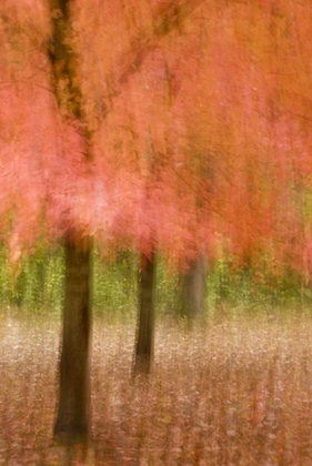 Picture of IMPRESSIONISTIC VIEW OF TREES IN AUTUMN COLORS