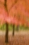 Picture of IMPRESSIONISTIC VIEW OF TREES IN AUTUMN COLORS