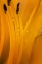 Picture of WILMINGTON, DELAWARE INSIDE OF DAY LILY PLANT