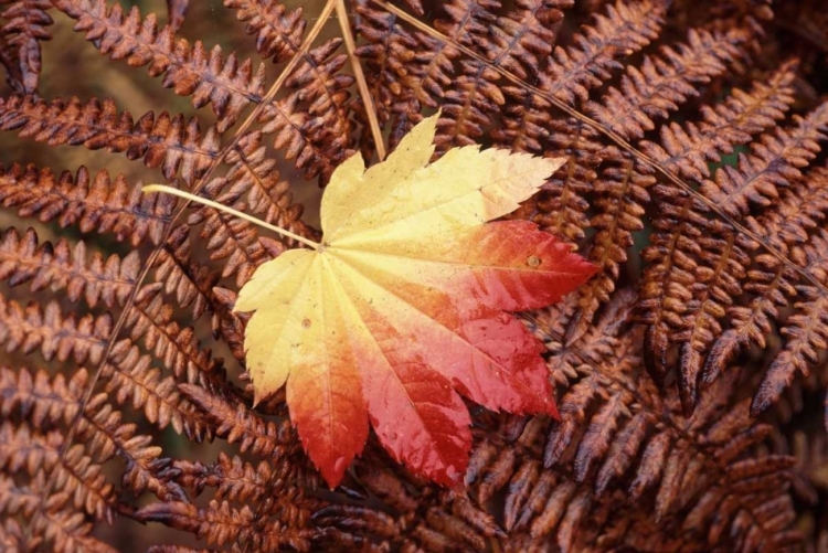 Picture of WASHINGTON STATE, SKAGIT COUNTY, FALL FOLIAGE