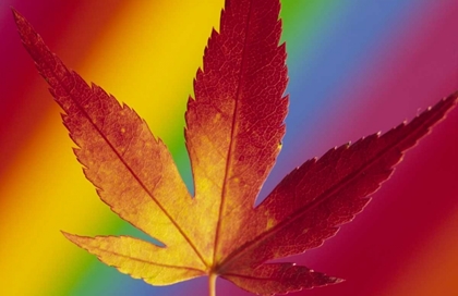 Picture of ABSTRACT OF AUTUMN-COLORED JAPANESE MAPLE LEAF