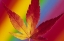 Picture of ABSTRACT OF AUTUMN-COLORED JAPANESE MAPLE LEAF