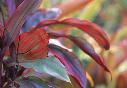 Picture of USA, HAWAII, KAUAI CLOSE-UP OF TI PLANT LEAVES