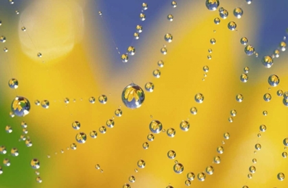 Picture of WEB WITH DEW REFLECTING BLACK-EYED SUSAN FLOWER