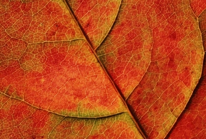 Picture of WA, BELLINGHAM DOGWOOD LEAF WITH VEINS IN FALL