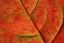 Picture of WA, BELLINGHAM DOGWOOD LEAF WITH VEINS IN FALL