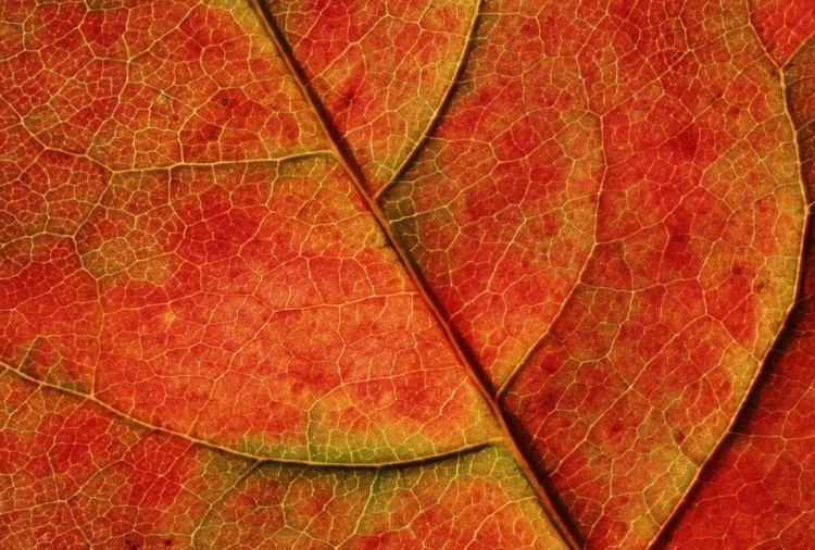 Picture of WA, BELLINGHAM DOGWOOD LEAF WITH VEINS IN FALL