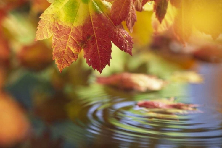 Picture of WA, BELLINGHAM, FALL VINE MAPLE LEAVES OVER POOL