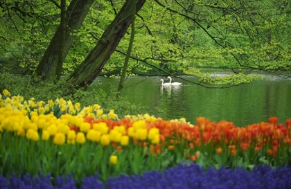 Picture of NETHERLANDS, LISSE WHITE SWANS ON POND IN SPRING