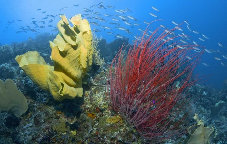 Picture of INDONESIA, RAJA AMPAT