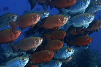 Picture of INDONESIA, PAPUA BIGEYE FISH