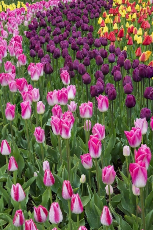 Picture of USA, WASHINGTON BLOOMING TULIPS