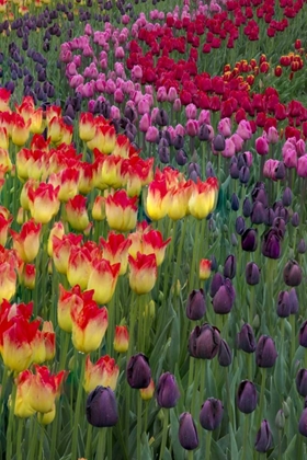 Picture of USA, WASHINGTON BLOOMING TULIPS