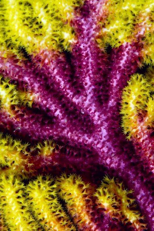 Picture of SEA FAN CORAL, MISOOL, INDONESIA