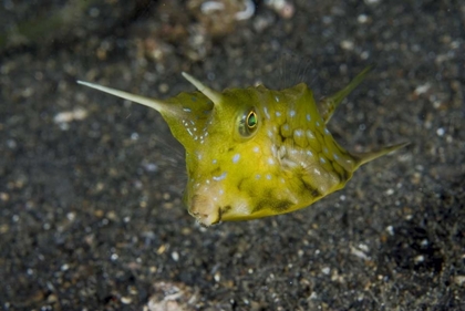 Picture of INDONESIA, LEMBEH STRAIT A COWFISH