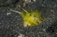 Picture of INDONESIA, LEMBEH STRAIT A COWFISH