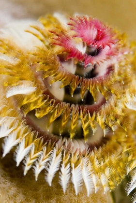 Picture of SOLOMON ISLANDS CHRISTMAS TREE WORM
