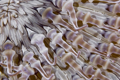 Picture of RINGED ANEMONE, RAJA AMPAT, INDONESIA