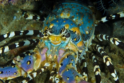 Picture of LOBSTER, RAJA AMPAT, PAPUA, INDONESIA