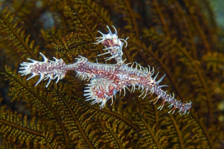 Picture of GHOST PIPEFISH, RAJA AMPAT, INDONESIA