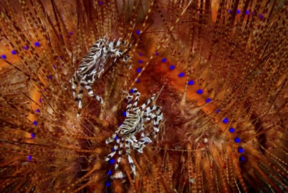 Picture of INDONESIA ZEBRA CRABS ON SEA URCHINS