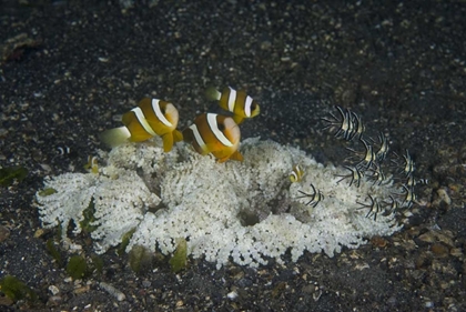 Picture of INDONESIA, A RINGED ANEMONE COMMUNITY