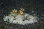 Picture of INDONESIA, A RINGED ANEMONE COMMUNITY