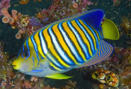 Picture of REGAL ANGELFISH, RAJA AMPAT, INDONESIA