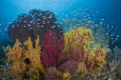 Picture of INDONESIA CORAL REEF MARINE ECOSYSTEM