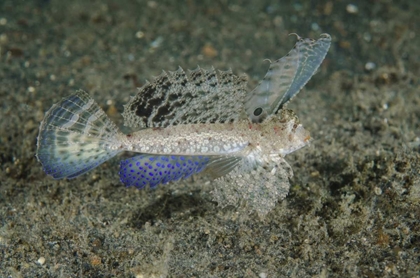 Picture of INDONESIA, LEMBEH STRAIT DRAGONET FISH