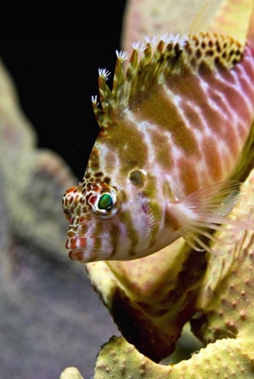 Picture of HAWKFISH AMONG CORALS, AMBON, INDONESIA
