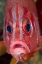 Picture of COLORFUL SQUIRRELFISH, PAPUA, INDONESIA