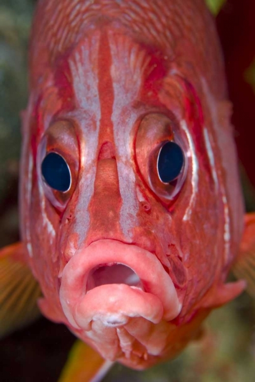 Picture of COLORFUL SQUIRRELFISH, PAPUA, INDONESIA