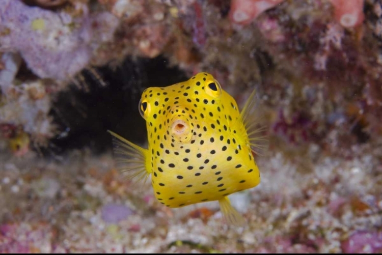 Picture of INDONESIA, KOMODO NP JUVENILE BOX FISH