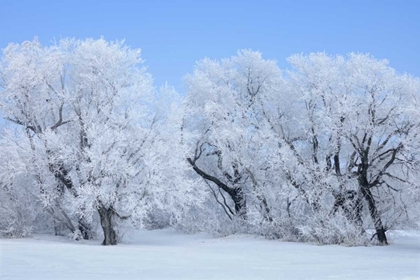 Picture of CANADA, HAZELRIDGE HOARFROST-COVERED TREES