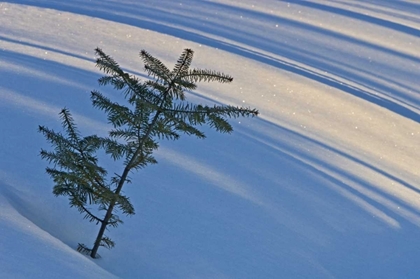 Picture of CANADA, ONTARIO BALSAM FIR SAPLING IN SNOW