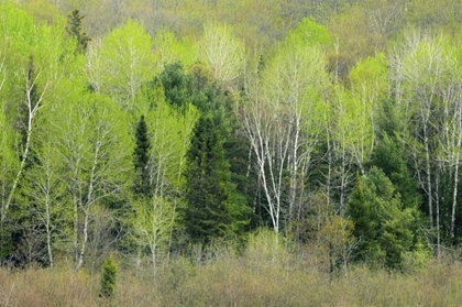 Picture of CANADA, ONTARIO, UTTERSON FOREST IN SPRING