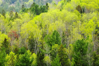 Picture of CANADA, ONTARIO, ROSSEAU MIXED-WOOD FOREST