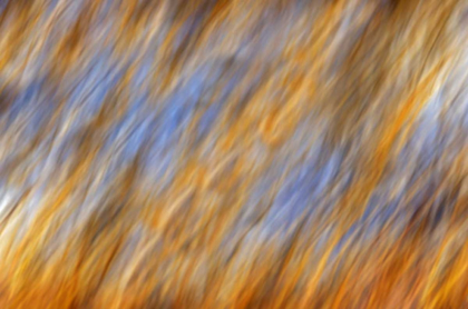 Picture of CANADA, MANITOBA ABSTRACT OF AUTUMN LEAVES