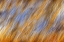 Picture of CANADA, MANITOBA ABSTRACT OF AUTUMN LEAVES