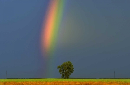 Picture of CANADA, DUGALD RAINBOW AND COTTONWOOD TREE
