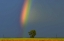 Picture of CANADA, DUGALD RAINBOW AND COTTONWOOD TREE