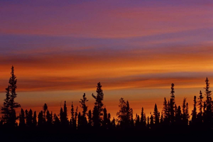 Picture of CANADA, FT RESOLUTION SUNRISE OVER FOREST