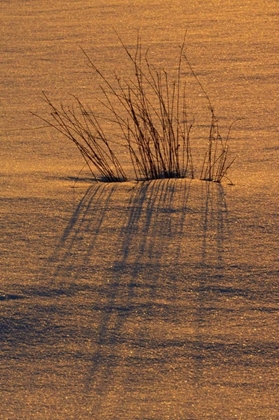 Picture of CANADA, ONTARIO, HOPE BAY GRASSES AT SUNSET