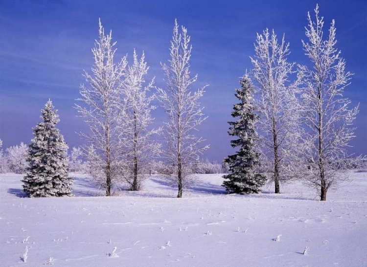 Picture of CANADA, MANITOBA, BIRDS HILL PROVINCIAL PARK